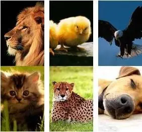 iPhone Animal Wallpapers