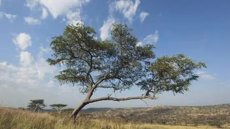 Great Rift: Africa's Wild Heart. Season 1, Episode 3 - Grass / BBC: Великий рифт: Дикое сердце Африки. Серия 3 - Трава (2010) 