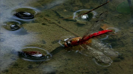 Wonders of Life (2013)