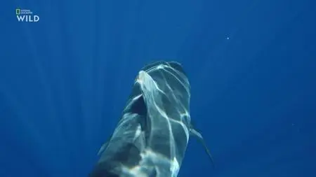 NG. - Maui Shark Mystery (2022)