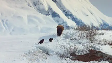 DisneyNature: Bears / Медведи (2014)