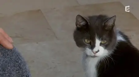 (Fr5) La double vie des chats (2014)