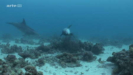 (Arté) Mes Amis Les Grands Dauphins (2013)