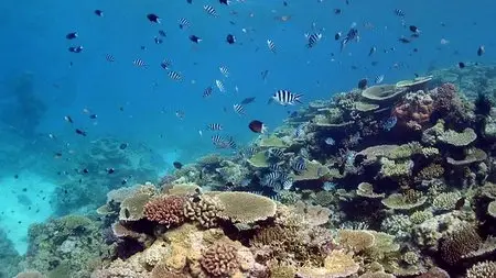 Coral Reef Adventure (2003)