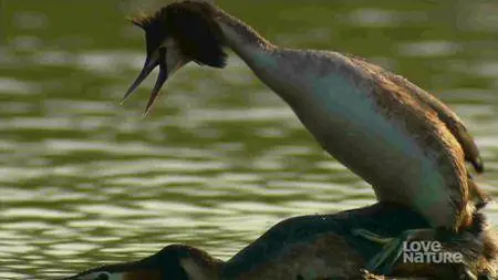 ORF - Bohemia - A Year in the Wetlands (2009)