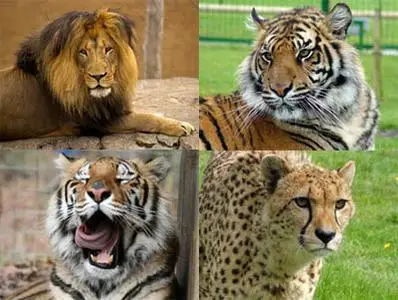 Wallpapers - Wild Cats