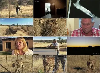 Cheetah Kingdom - S01E08