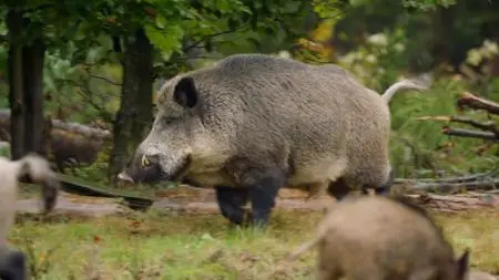 Amazing Pigs (2019)