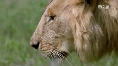 Les Lions Cannibales (2011)