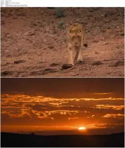 Desert Warriors: Lions of the Namib (2016)