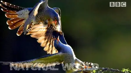 BBC Natural World - Cuckoo (2009)