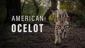 PBS - Nature American: Ocelot (2022)