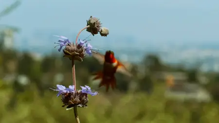Hummingbirds of Hollywood (2025)
