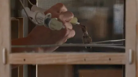 Hummingbirds of Hollywood (2025)