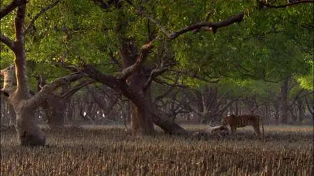 BBC Natural World - Man-Eating Tigers of the Sundarbans (2009)