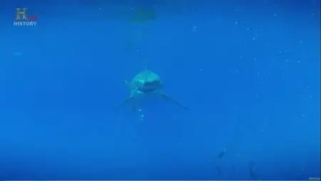 History Channel - The True Story Jaws (2012)