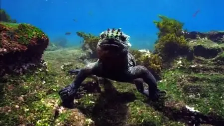 BSkyB - Galapagos with David Attenborough (2013)