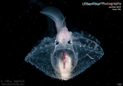 Underwater Photography - January/February 2019