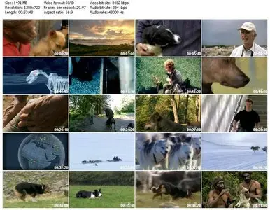 PBS Nature - Dogs That Changed The World (2008) [Repost]
