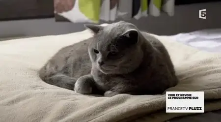 (Fr5) La double vie des chats (2014)