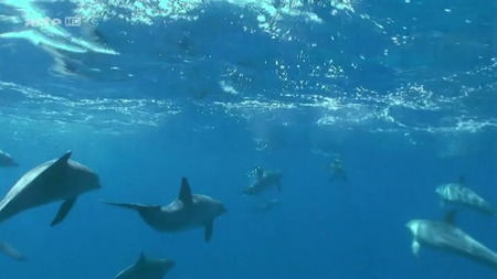 (Arté) Mes Amis Les Grands Dauphins (2013)