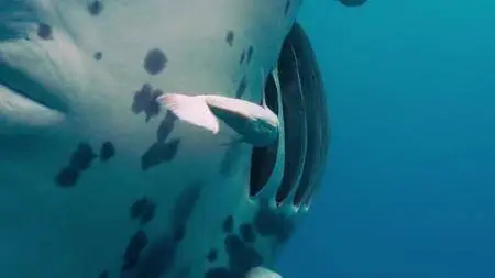 Blue Planet II S01E03