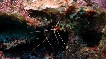 Coral Reef Adventure (2003)