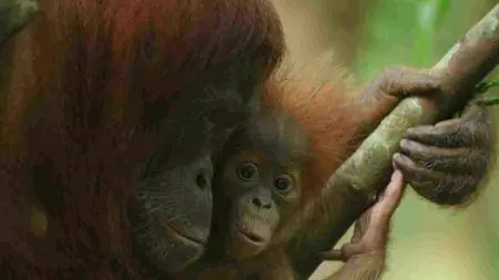 BBC - Refugees of the Lost Rainforest (2013)