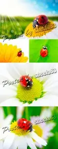 Stock Photo - Ladybug