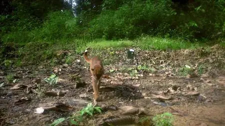 Big Cats S01E03