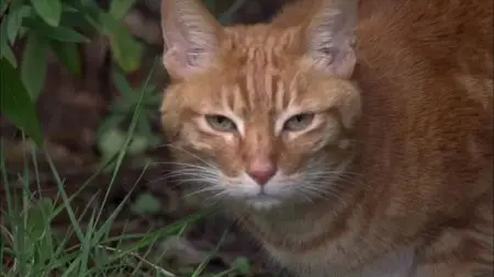 BBC Horizon - Little Cat Diaries (2013)