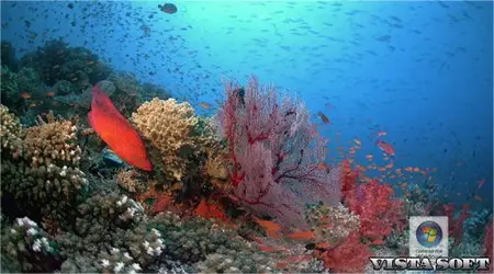 1 DreamScene Aqua World for Windows Vista