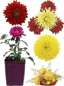 Chrysanthemum - Flower photo stock