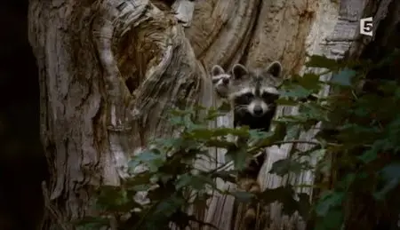 (Fr5) Ratons laveurs, ratons voleurs (2012)
