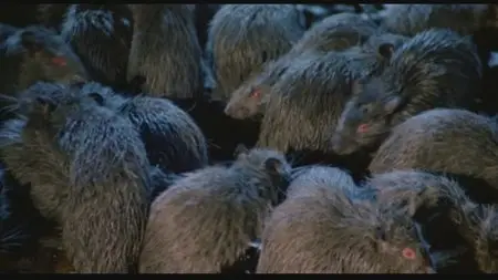 Rats: Night of Terror / Rats - Notte di terrore (1984)