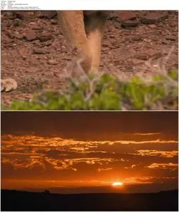 Desert Warriors: Lions of the Namib (2016)