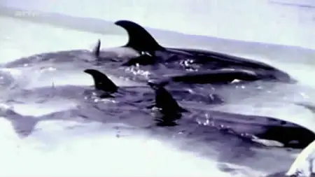 Blackfish : L'Orque Tueuse (2013)