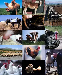 Livestock