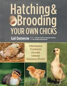 Hatching & Brooding Your Own Chicks: Chickens, Turkeys, Ducks, Geese, Guinea Fowl [Repost]