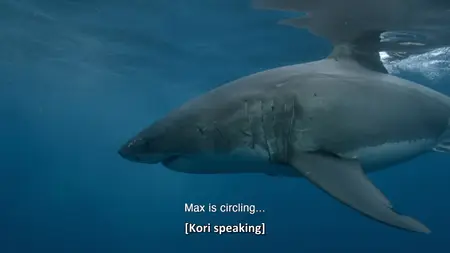 Big Shark Energy (2024)