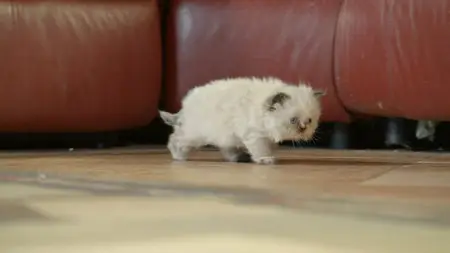 Too Cute! Rags to Riches (2014) in 4K