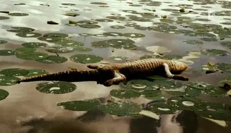 (Fr5) Alligators, les zombies du lac (2011)