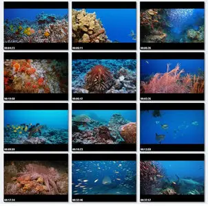 Deep Sea 3D (2006)