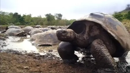 BSkyB - Galapagos with David Attenborough (2013)