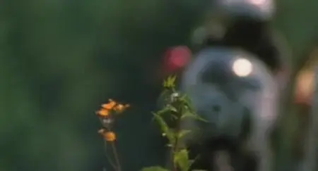 Wayne (2018)