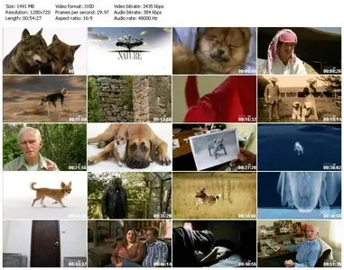 PBS Nature - Dogs That Changed The World (2008) [Repost]