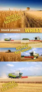 Wheat harvest