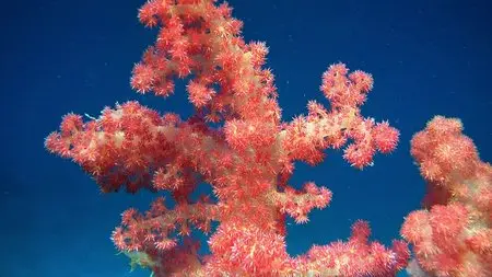 Coral Reef Adventure (2003)