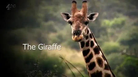 Ch4 Inside Natures Giants - Giraffe (2009)
