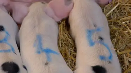 Amazing Pigs (2019)